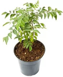MAA Curry Leaves, Curry Leaf, Kadipatta Seed
