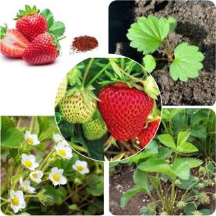 seedx Strawberry Seed