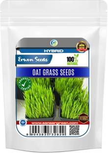 Erwon Hybrid Oat Grass Seed