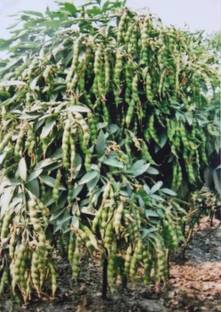 Tuar beej 100g, Best quality arhar seeds, tuar daal seeds, red gram seeds Seed