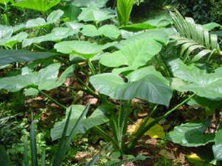 Aywal Taro Root / Arbi / Dasheen / Eddoes Vegetable Bulbs Home Outdoor Gardening Bulbs Seed