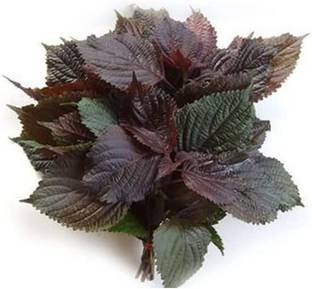 VibeX ® LXI-101 Vietnamese Perilla Shiso Seeds Seed