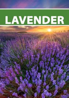 MOOFGA Lavender Herb/Flower Plant Seed