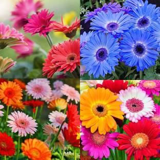 ibains Gerbera seeds mix colour 39 Seed