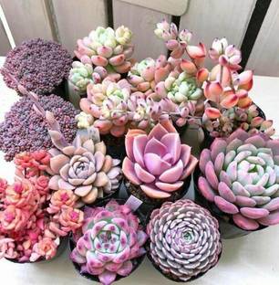 Srushtitraders Mixed RARE Succulent Seeds all unique types excellent germination and color Seed