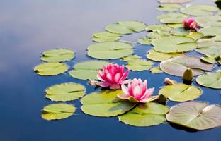 ibains Ultimate 1000 petal lotus seeds Seed