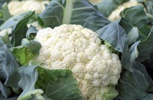 WILLVINE VNR -III Cauliflower (Phoolgobhi, फूल गोभी के बीज)[100g, 30000 Seeds] Seed
