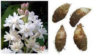 Tree plat tation rajanigandha/Tuberose bulbs pack of 3 Seed