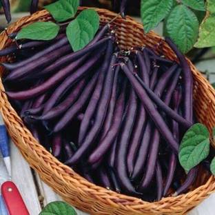 Aywal French Bean Cobra Seed
