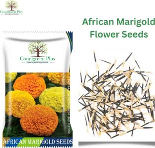 Countgreen Plus African Marigold Mix Flower Seeds - Vibrant and Hardy Blooms for Your Garden Seed