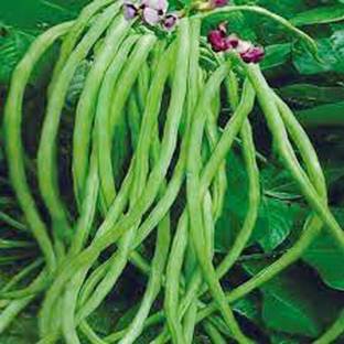 SREE Hybrid cowpea borboti Seed