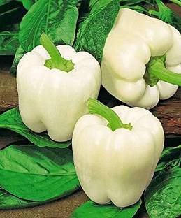 TRICONE Hybrid White Capsicum Shimla mIrch शिमला मिर्च के बीज 50 Seeds 
 FG44 Seed