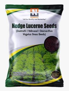 Numinous Hedge Lucerne, Velimasal, Dashrath, Desmanthus Virgatus Grass Seed