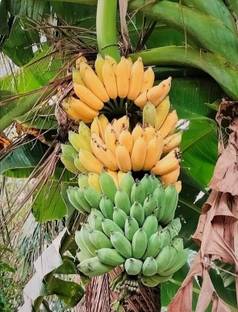 SHYAM NJAIPOOVAN BANANA Plant. Seed