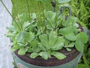 wequality Water Lettuce/ Nile Cabbage/ Water Rose for aquarium plant Seed