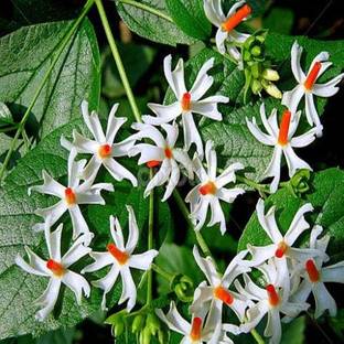 GROWN Raat Ki Rani Parijat Flower Plant Seed For Kitchen & Roof Gardening - 30 Seed