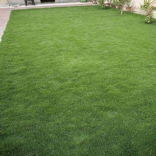 BDSresolve korean velvet grass seeds/Lawn Grass Seeds 11900 Seed