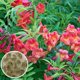 bloomaura Tecoma red/ Tecoma stan Seed