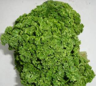 CYBEXIS XLL-35 - Parsley - Triple Curled - (250 Seeds) Seed