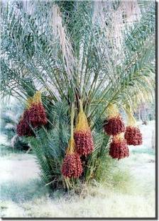 Aywal Date palm/khajur Seed