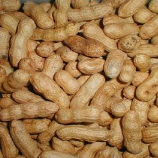 SREE Penut Vegetable Seed, Mungfali Seed. Badam Organic Seed