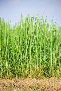 BISWAS Fodder Seeds For Cow, Cow Fodder Grass Seed