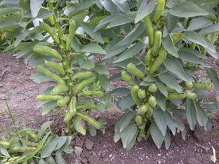 WANCY Organic Bakla,Broad Bean Seed