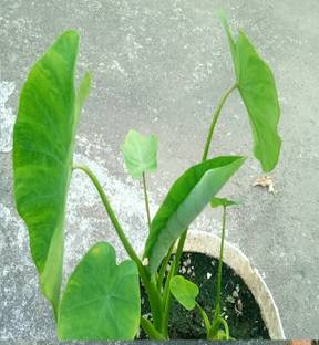 SREE Taro Root, Arbi, Dasheen, Eddoes Vegetable Seed