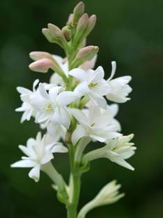 ibains Rajanigandha flower plant Seed
