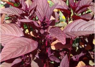 Hmr Amaranthus Red (Thandu keerai) Seed
