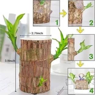 GRANDFLY Imported Brazilian Lucky Wood Live Stick (Without Glass) Seed