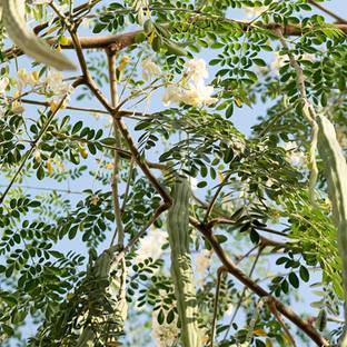 VibeX HUA-65 - Moringa Tree (Moringa oleifera) - (150 Seeds) Seed