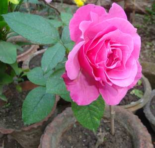 ASPEN Rare Panneer Rose | Paneer Rose Chedi Healthy Live Plant | Not a Seed