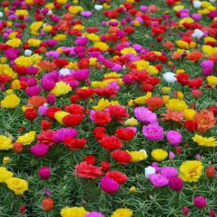 ACCELCROP Portulaca Moss Rose Flower Seeds Mix Color Ornamental Seed