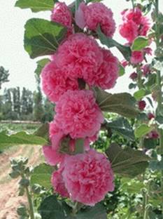 KANAYA Hollyhock Mix Seed