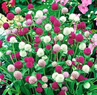 STARKC Globe Amaranth - Bachelor's Button Flower Seed