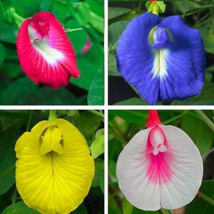 Greenfall Double Mixed Color Aparajita Seeds (20 Per Packet) Seed