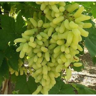 EKAKSHAR Hybrid Green Angoor Angur Grapes Outdoor Garden 250 Seeds G15 Seed