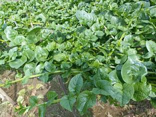 AMAJIT Pui Sag Seeds | Malabar Spinach Seeds | Basella Alba Round Seeds (43) Seed