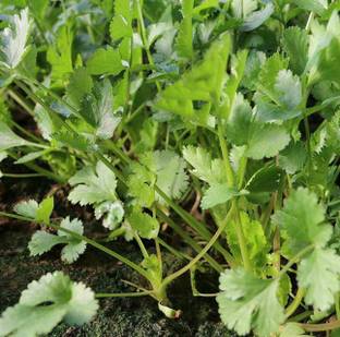 ZIXA Coriander - Cilantro (Coriandrum sativum) Seed