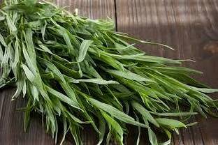 Mozette Organic terragon herb Seed