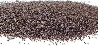 MAA Mint, Pudina, Mentha Seed