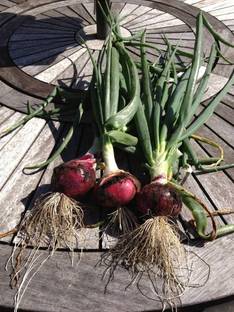 KNESSiN Hybrid Onion 1 Packet-{1200 Seeds} Seed