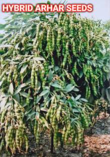 HYBRID 1kg hybrid arhar dal/Red gram/toor seeds highest yield variety early fruiting Seed