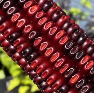 VibeX TLX-75 - Jimmy Red Corn - (250 Seeds) Seed