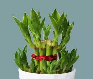 MAA Bamboo, Lucky bamboo Seed