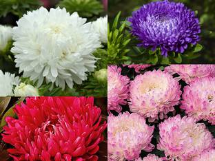 NooElec Seeds India 50+ SEEDS-All Seasons Aster PEONY Mix Flower Seeds.Exotic Flower Seed