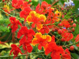 Greenwill Caesalpinia Pulcherrima Seed