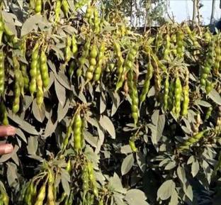 HYBRID 1kg Highest yield toor/arhar seeds Seed