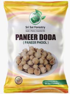 SRI SAI FORESTRY Paneer Ka Phool | Paneer Doda | Paneer DODI for Diabetes, Pack of 300 to 400 Fresh Seed